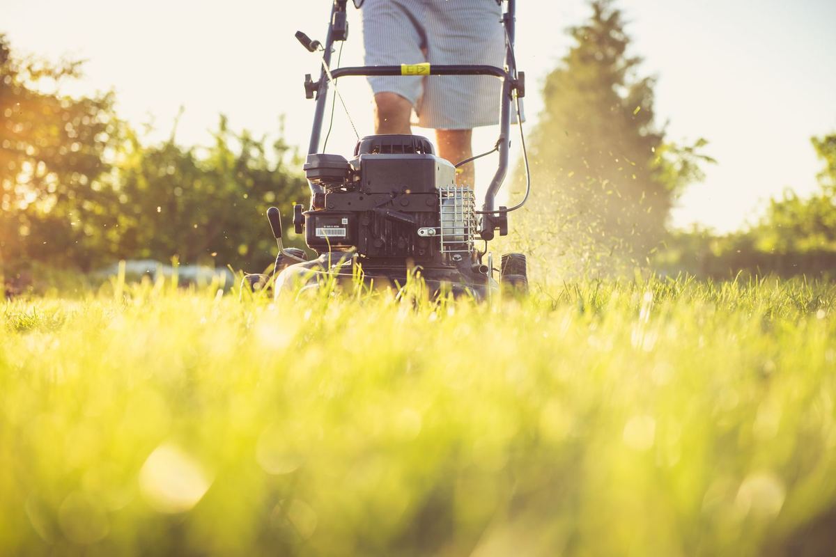 A person mowing a lawn with a petrol mower on a sunny day