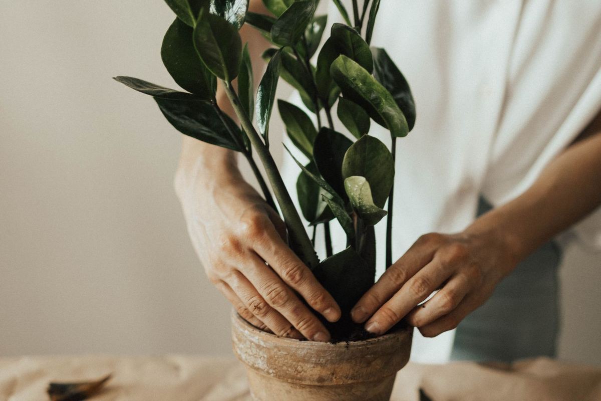 Hands repotting a house plant into a new pot